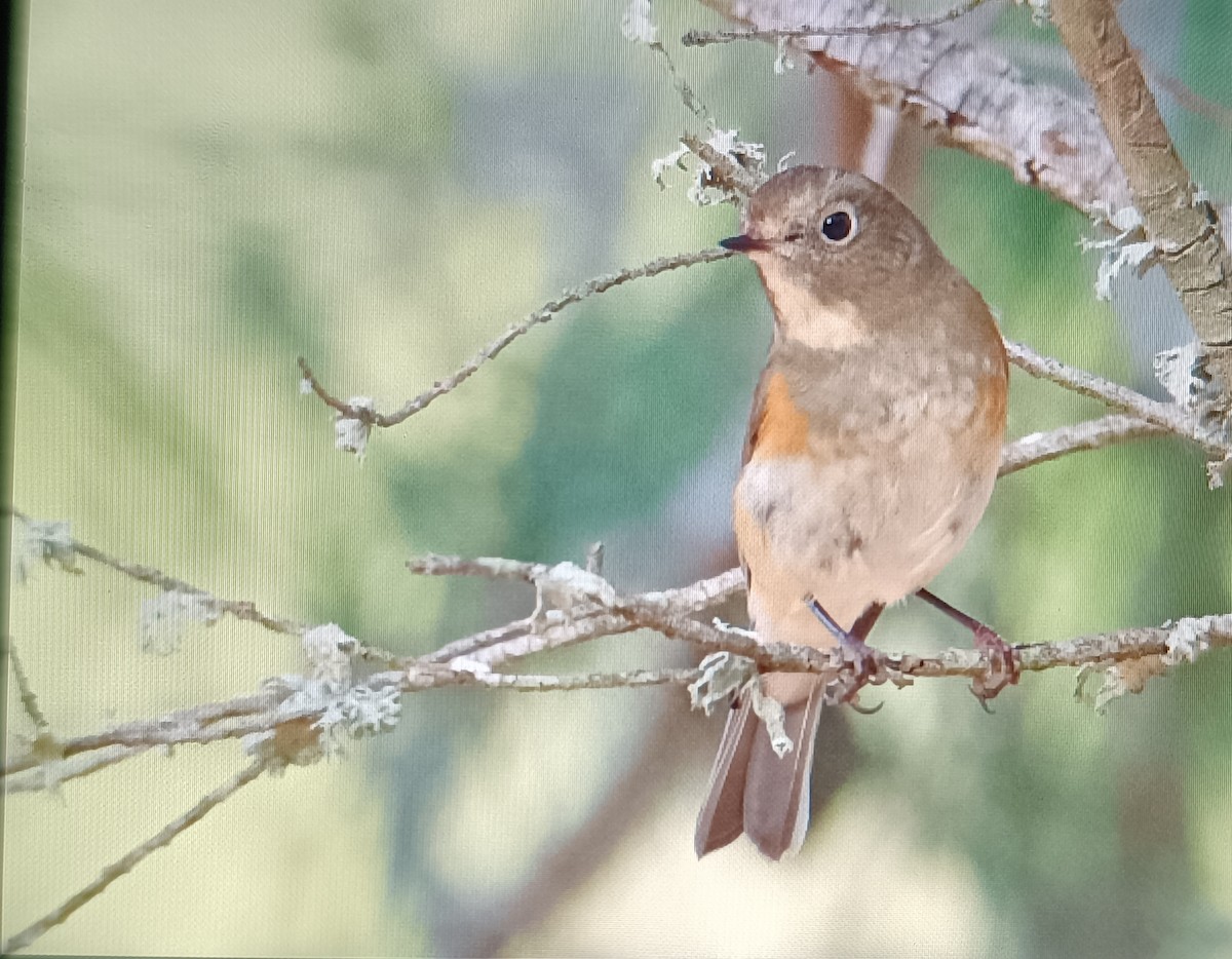 Codazzurro - ML646462655