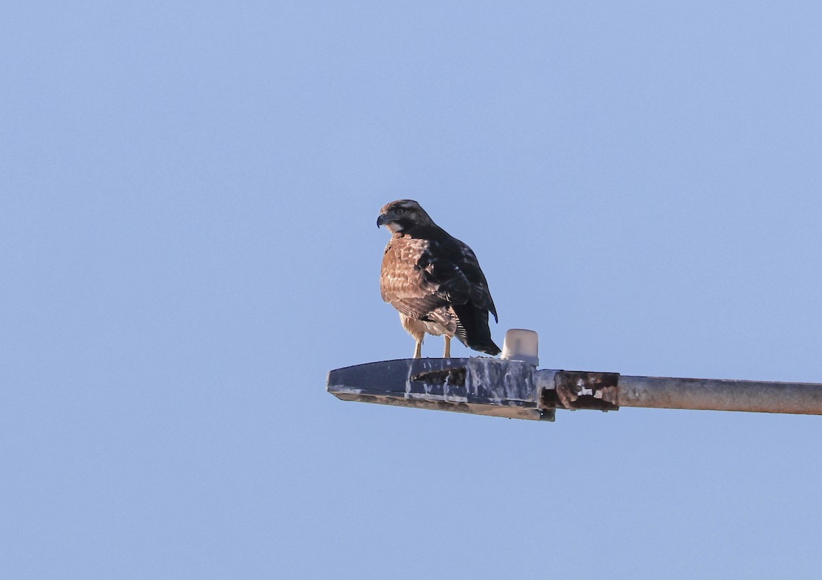 káně rudochvostá - ML646462659