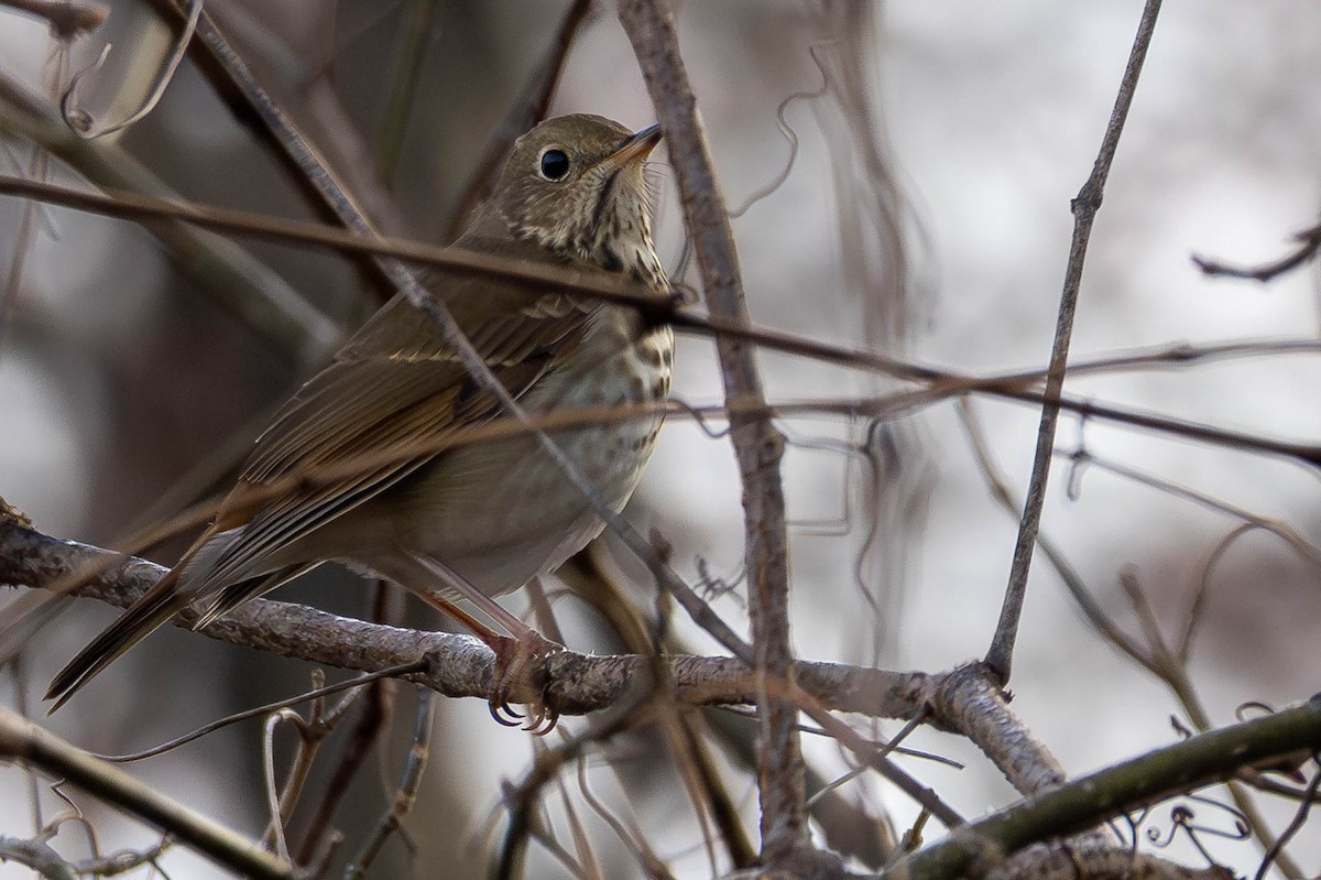 Hermit Thrush - ML646462661