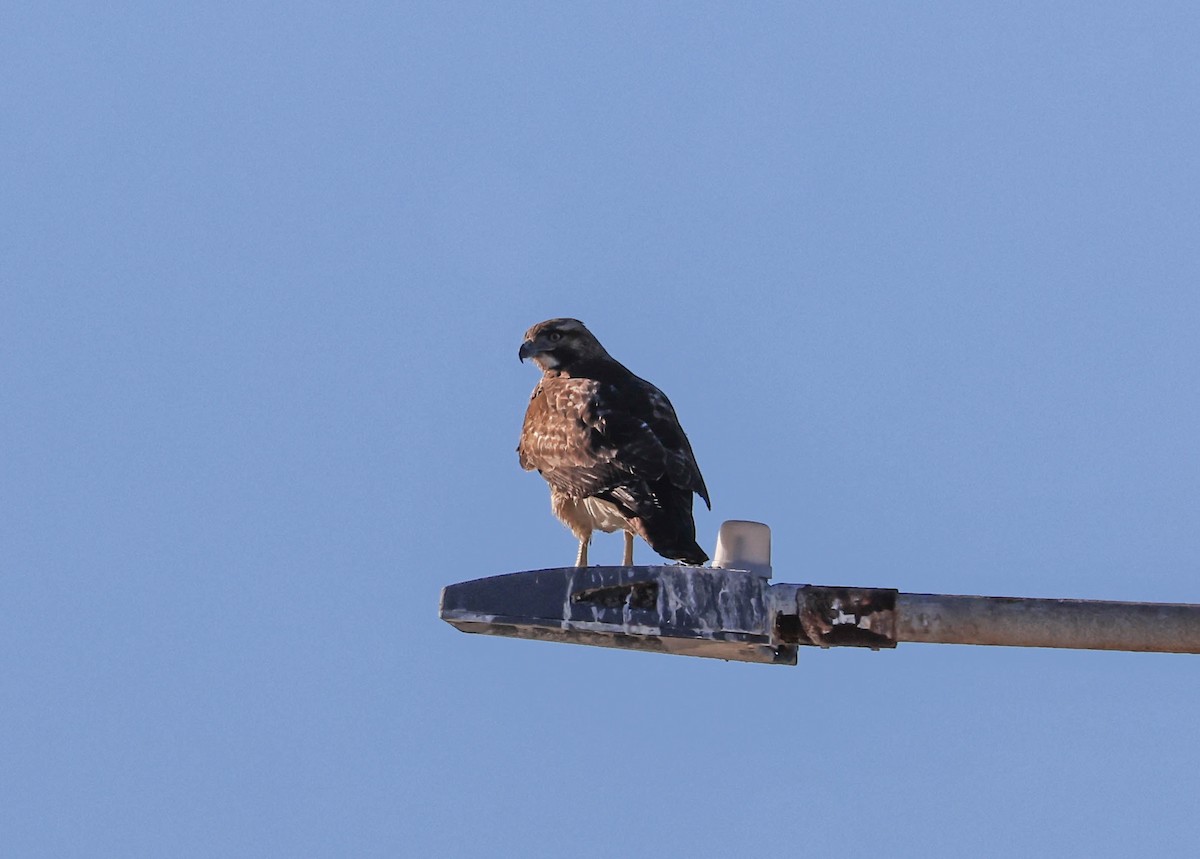 káně rudochvostá - ML646462662