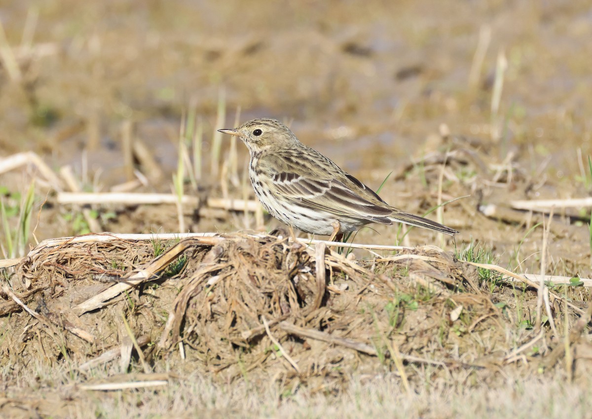 Meadow Pipit - ML646462663