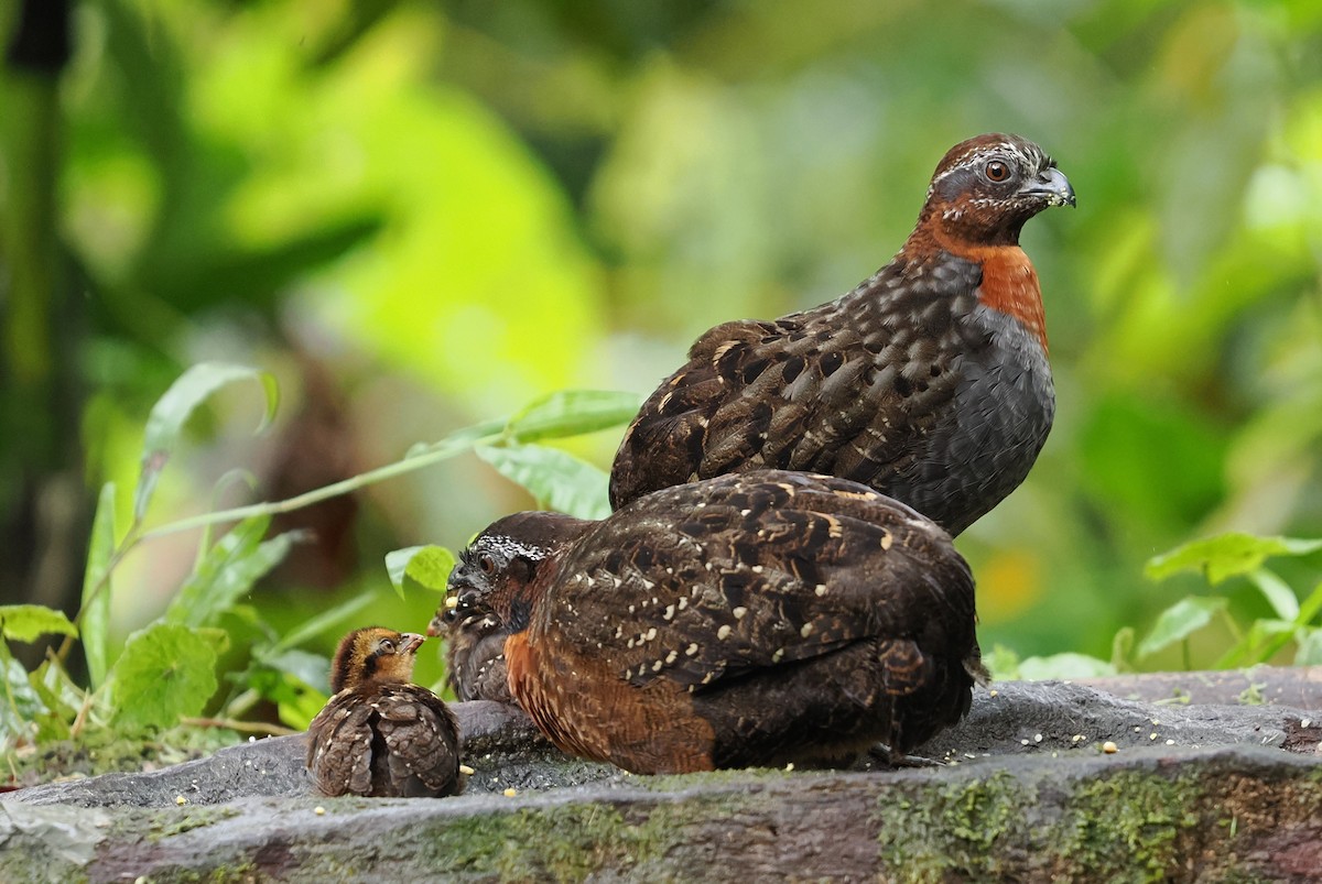 Rufous-breasted Wood-Quail - ML646462665