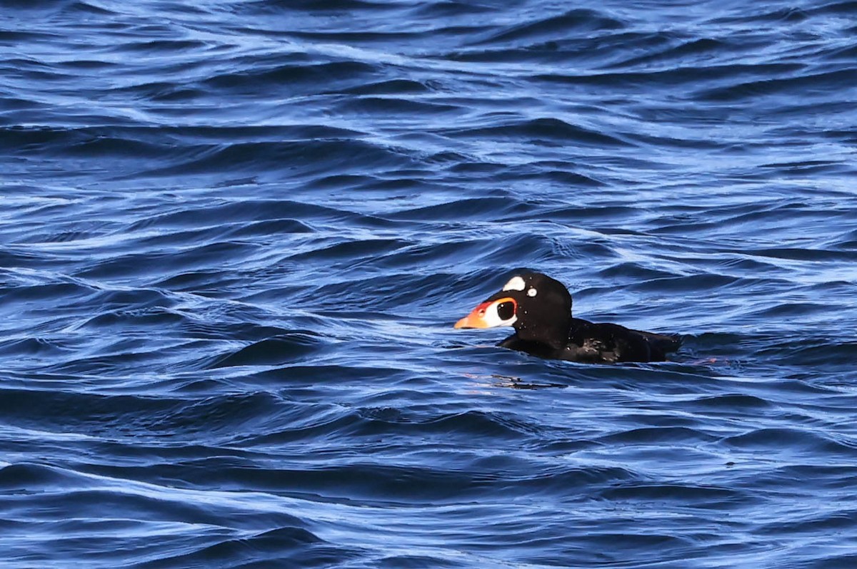 turpan pestrozobý - ML646462667