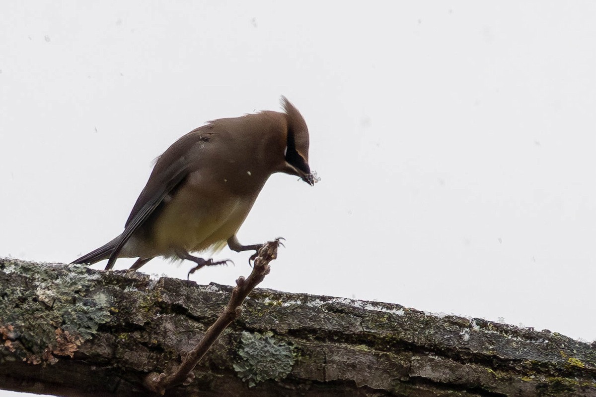 Cedar Waxwing - ML646462668