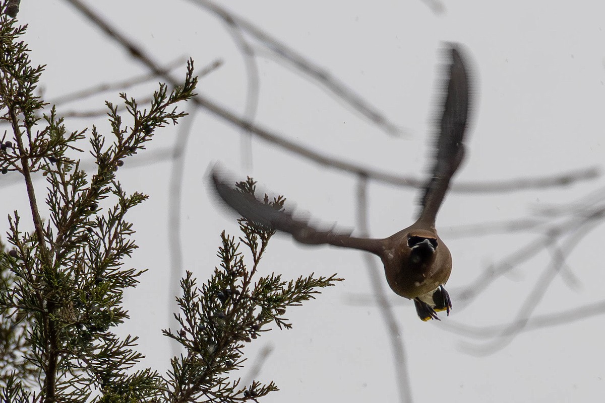 Cedar Waxwing - ML646462669