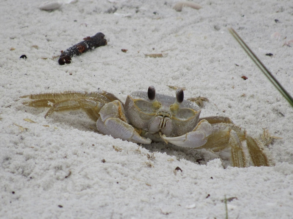 Animals - ML646462680