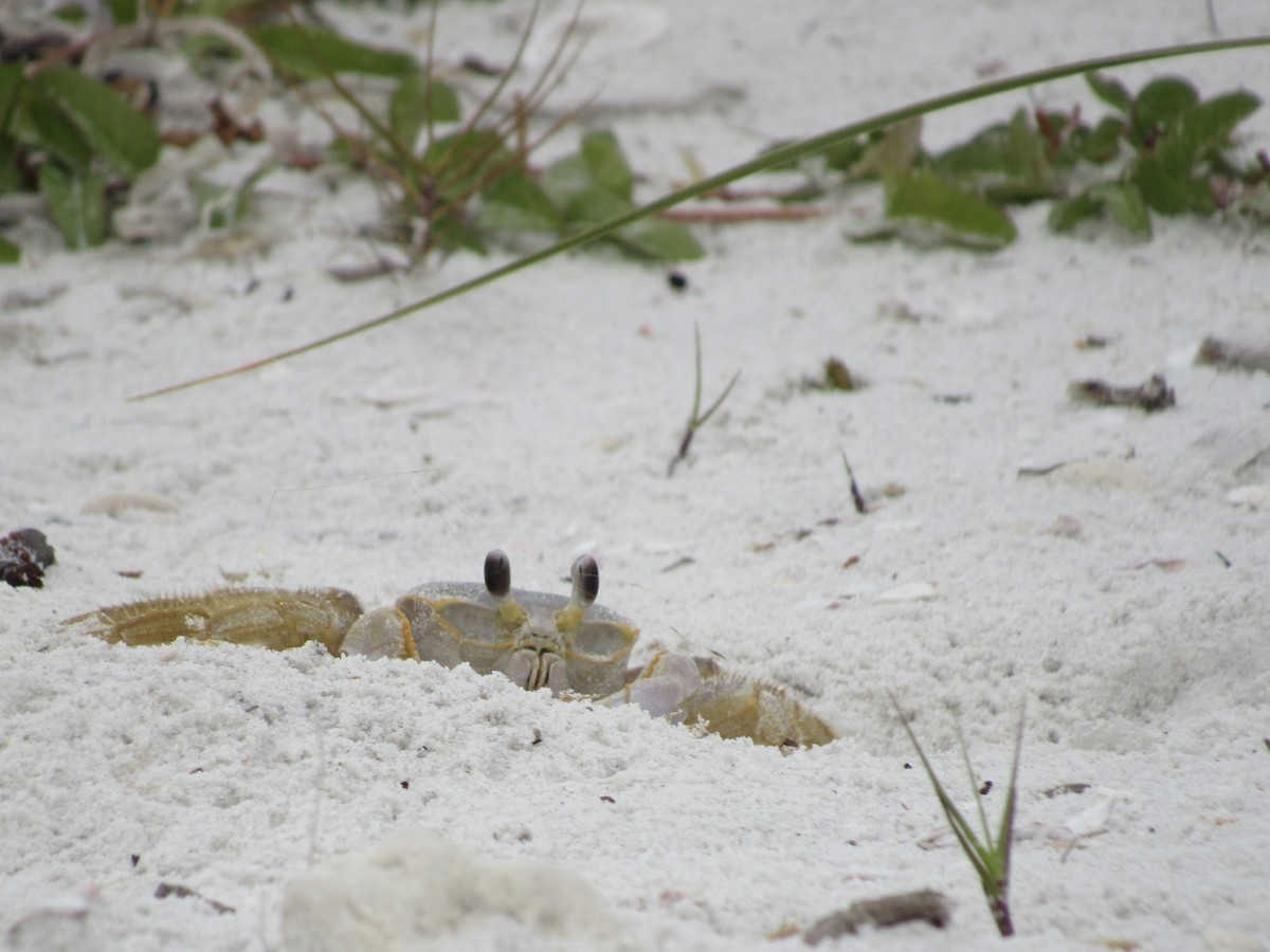 Animals - ML646462681