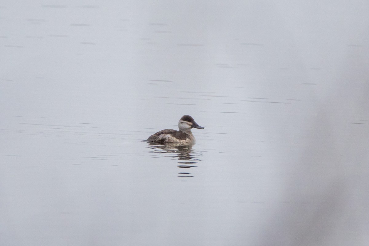 Ruddy Duck - ML646462682