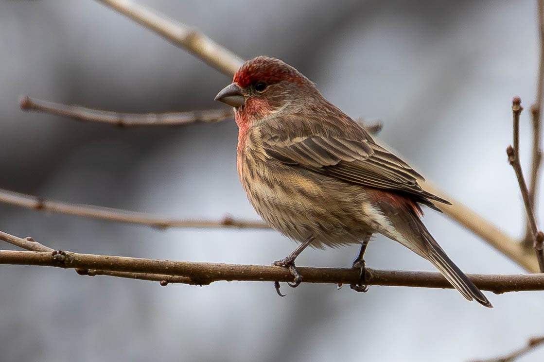 House Finch - ML646462683