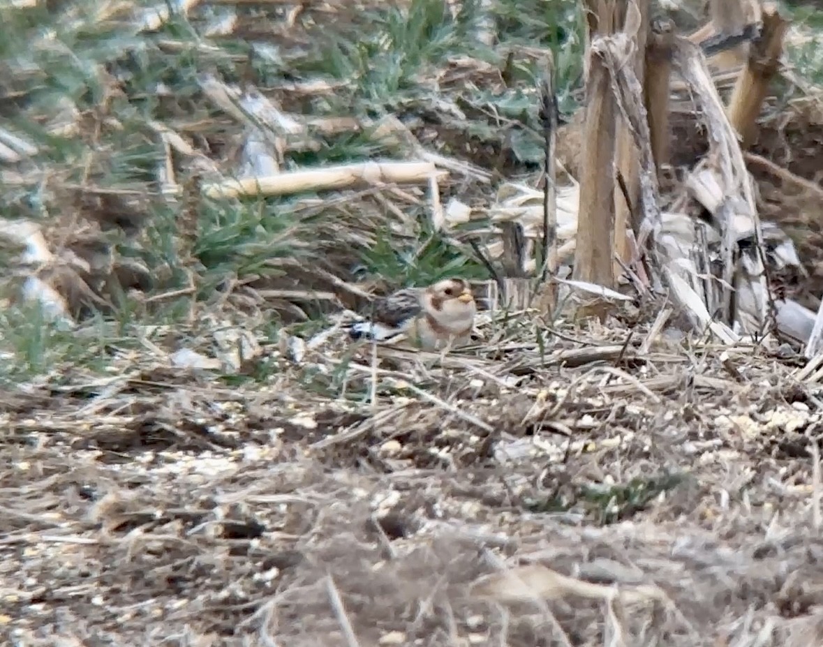 Snow Bunting - ML646462689
