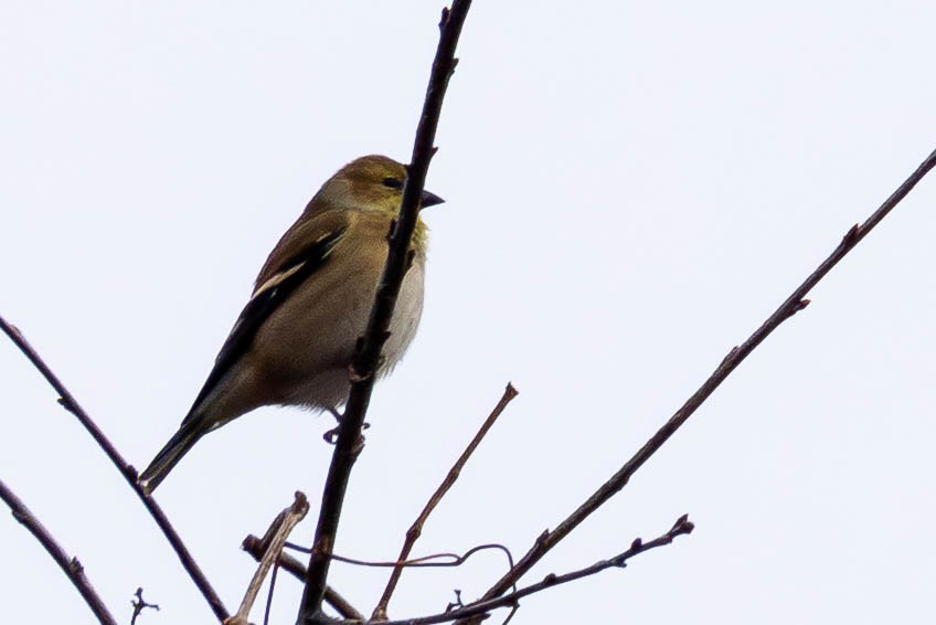 American Goldfinch - ML646462690