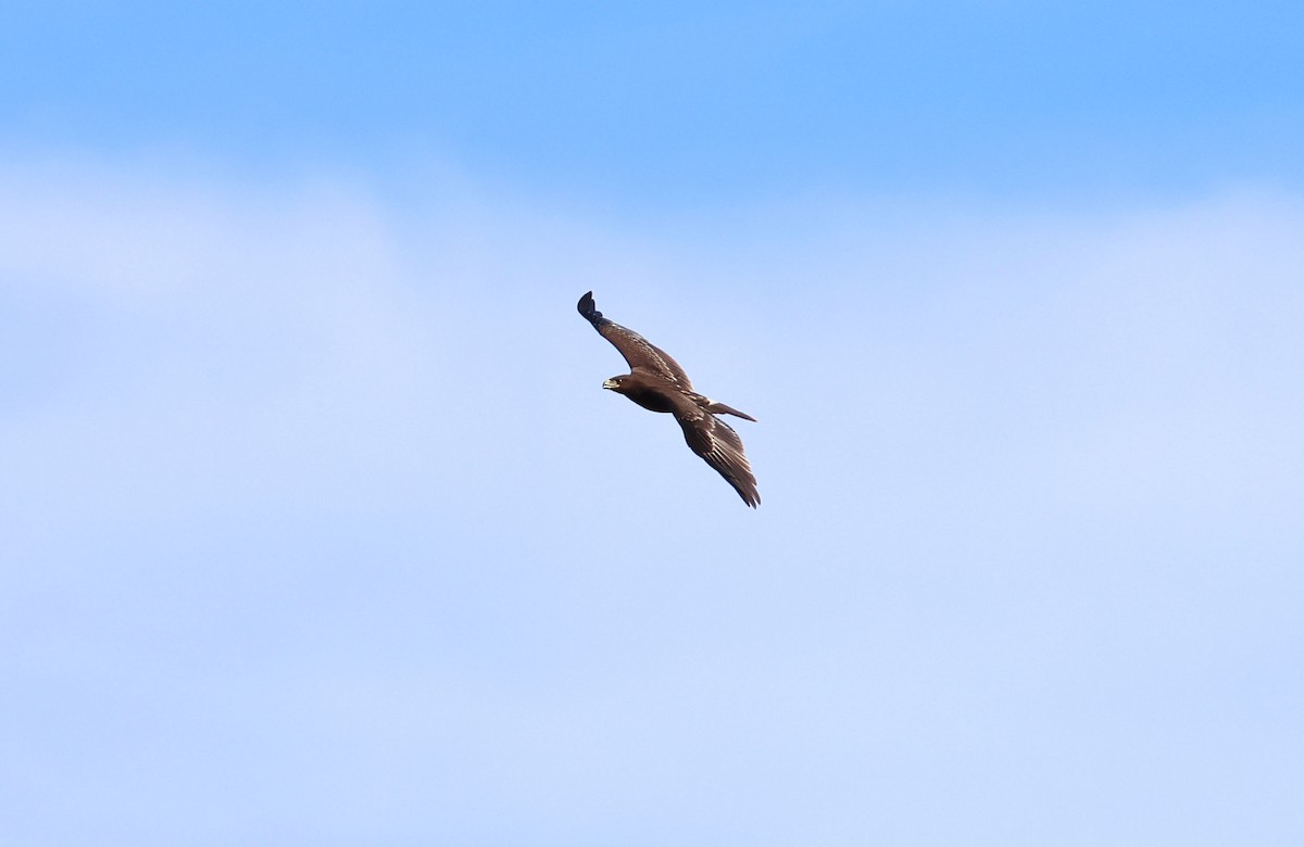 Greater Spotted Eagle - ML646462699