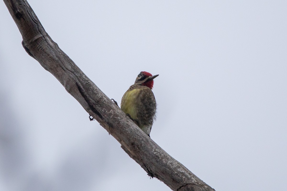Yellow-bellied Sapsucker - ML646462700