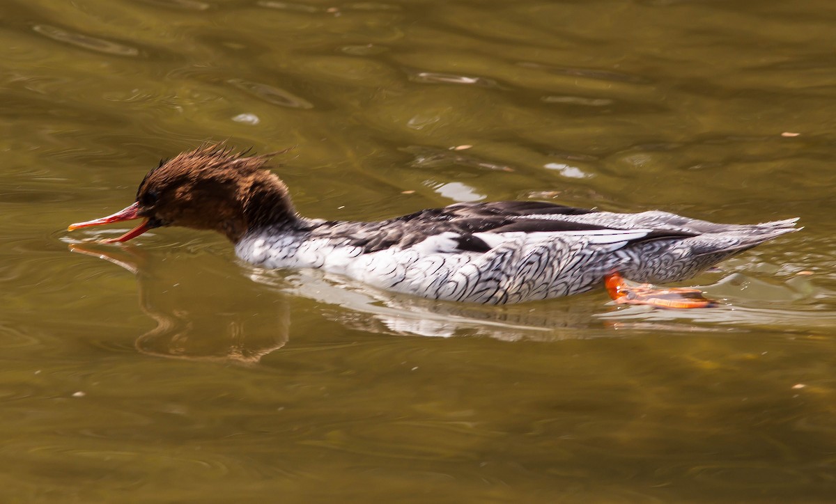 Serreta Mediana - ML646462701