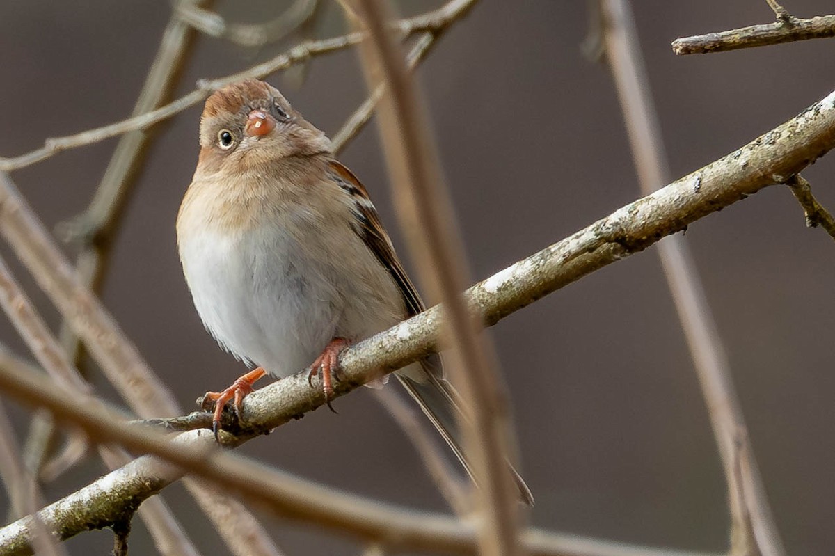 Field Sparrow - ML646462703