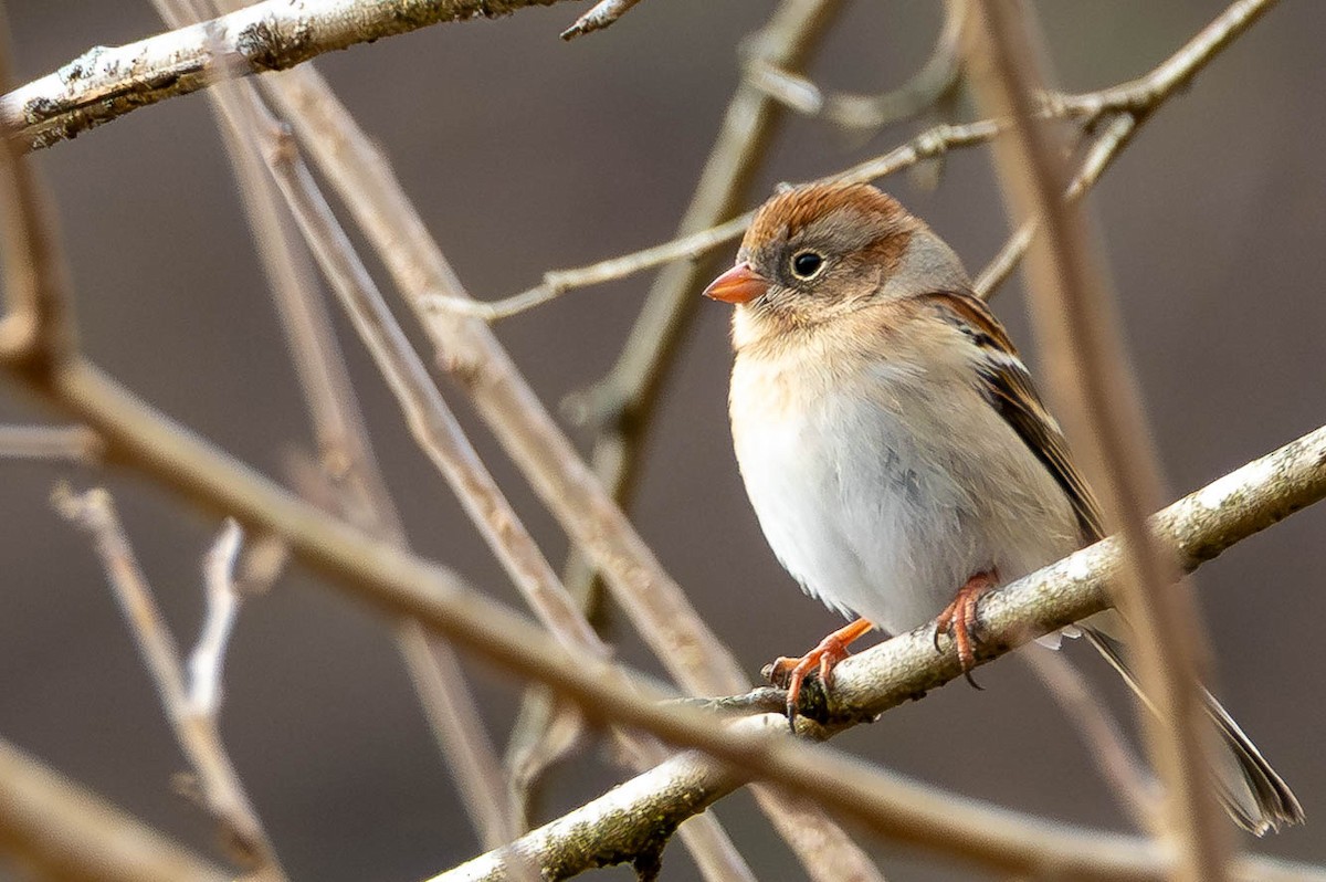 Field Sparrow - ML646462704