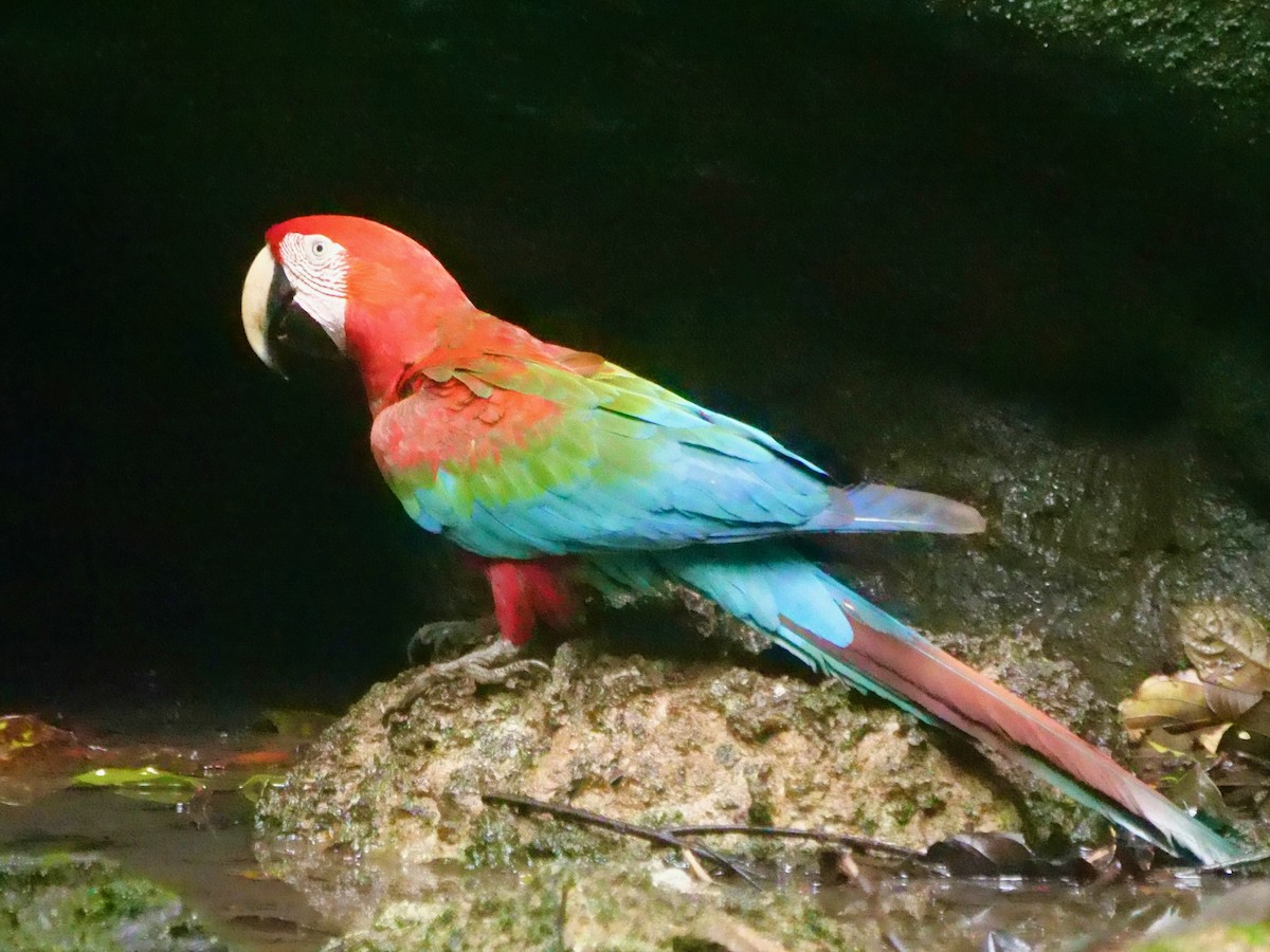 grønnvingeara - ML646462705