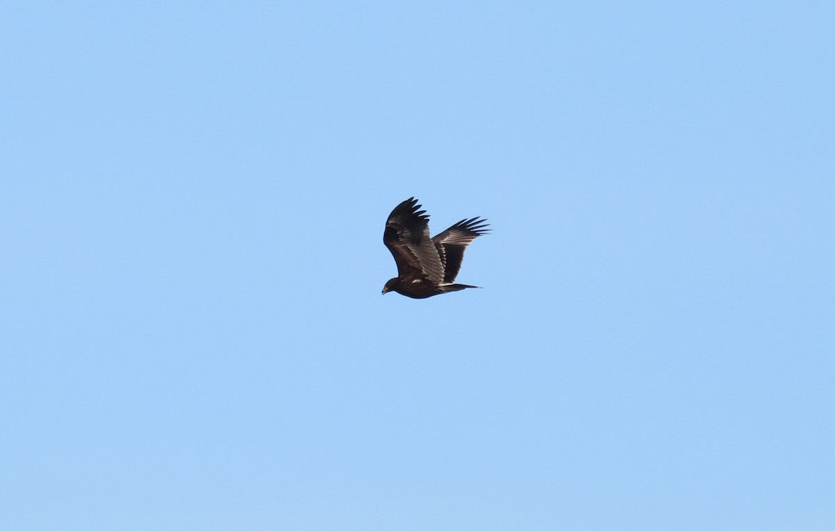 Greater Spotted Eagle - ML646462709