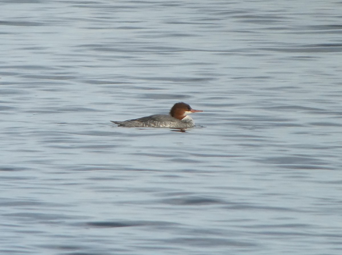 Common Merganser - ML646462710