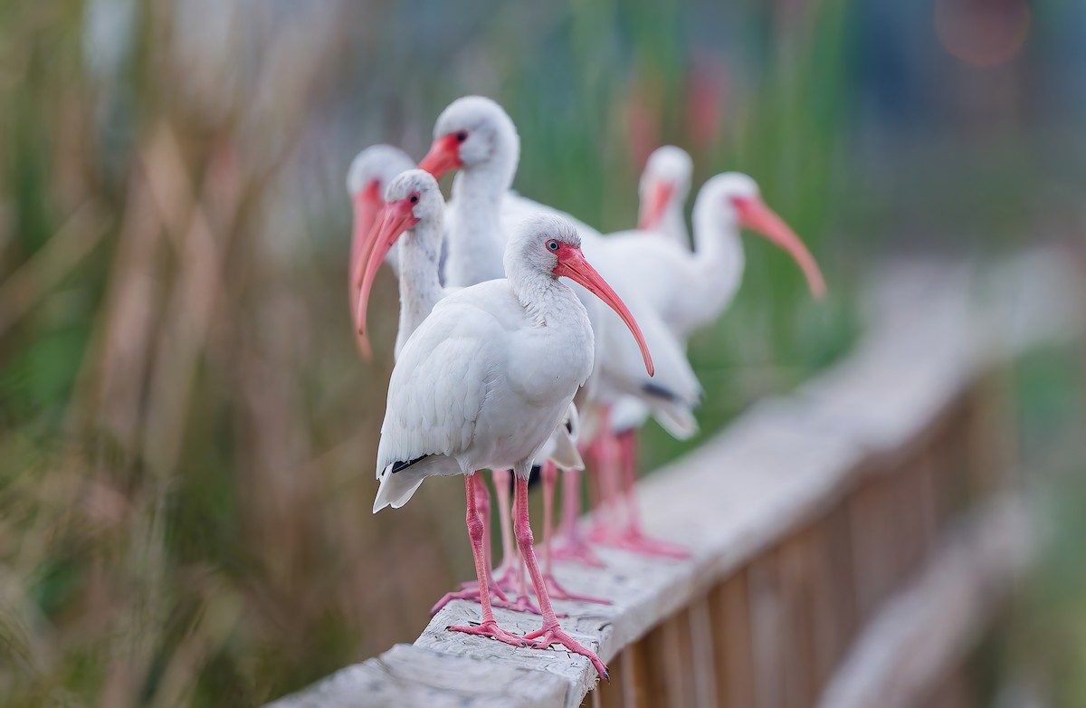 Ak Aynak - ML646462711