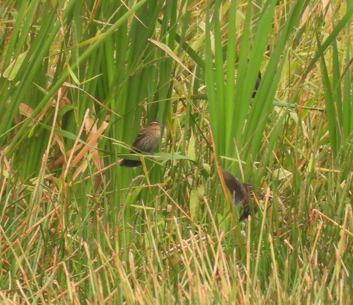 Red-winged Blackbird - ML646462712