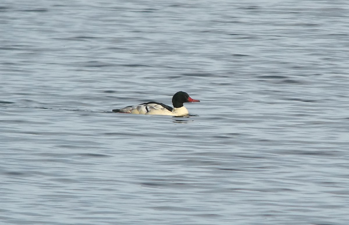 Common Merganser - ML646462714