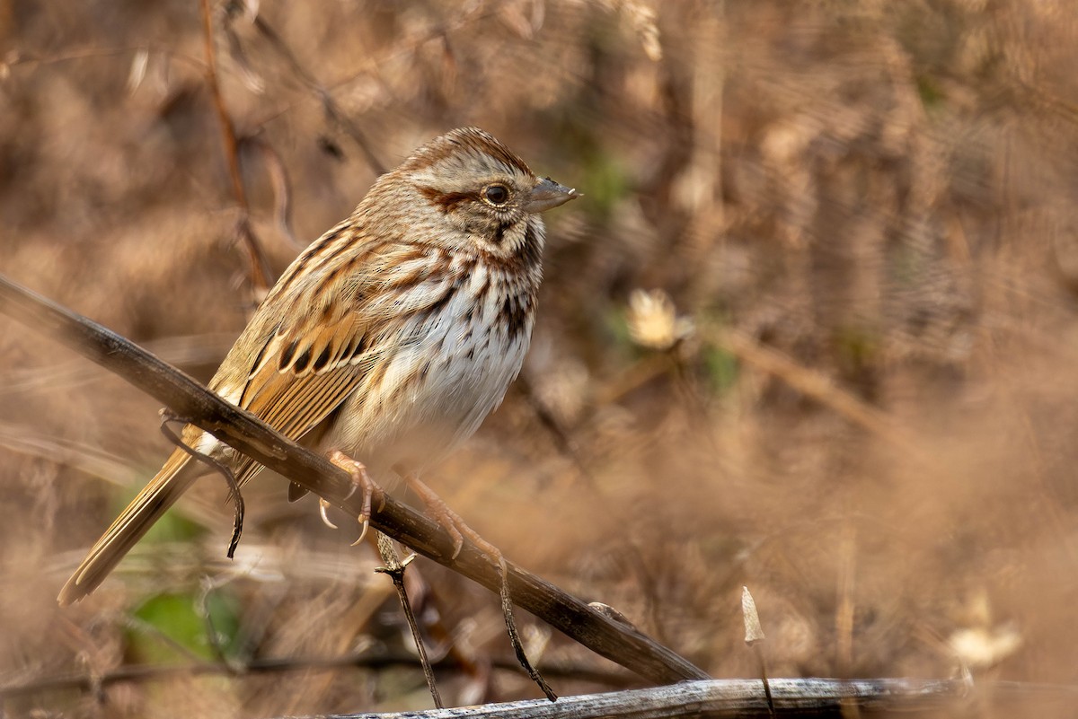Song Sparrow - ML646462715