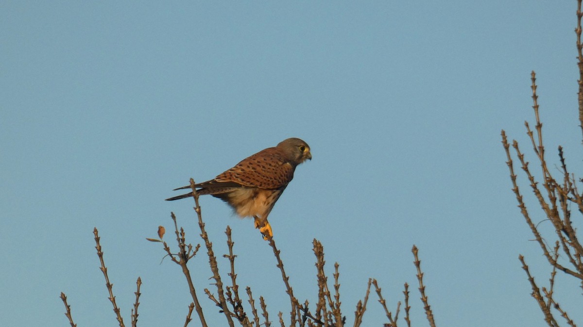 チョウゲンボウ - ML646462723