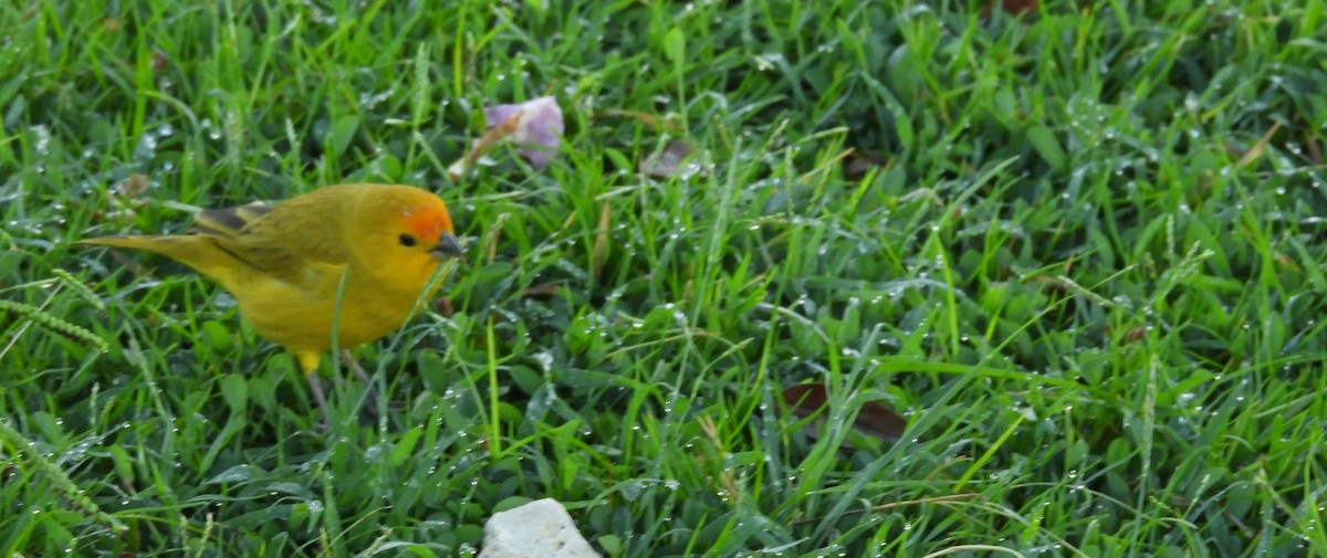 Saffron Finch - ML646462724