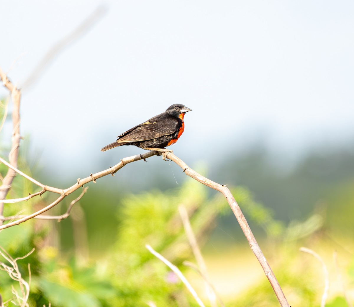 Red-breasted Meadowlark - ML646462727