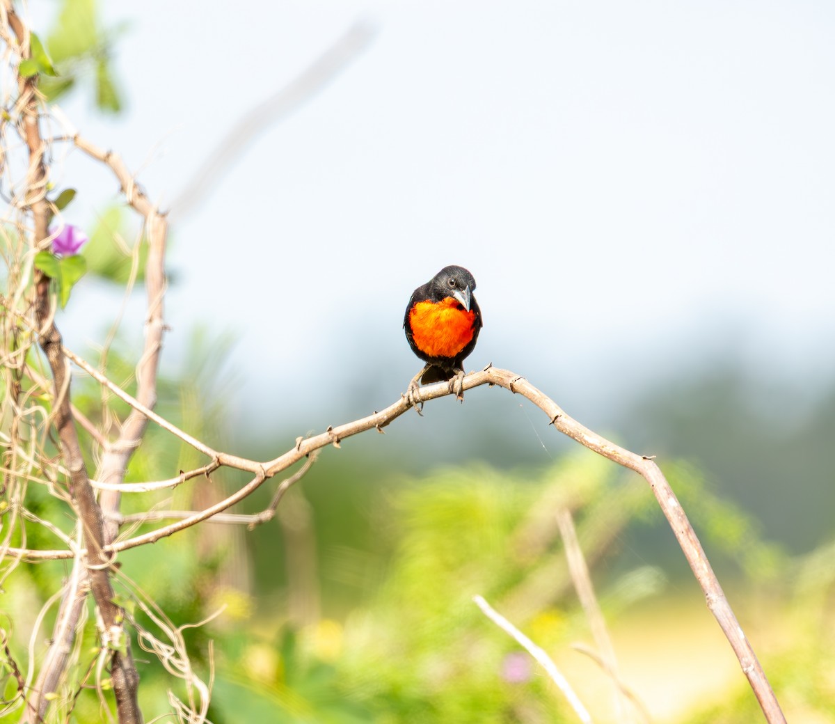 Red-breasted Meadowlark - ML646462728