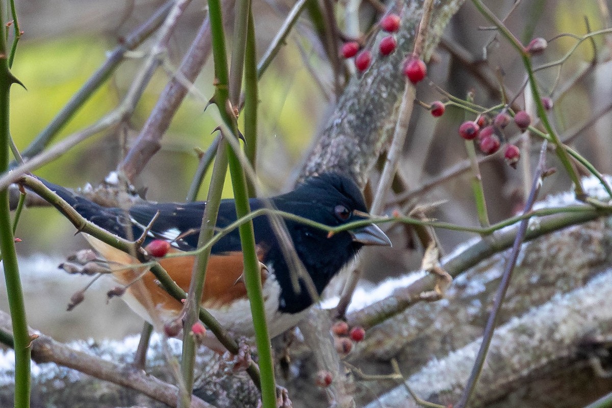 Eastern Towhee - ML646462731