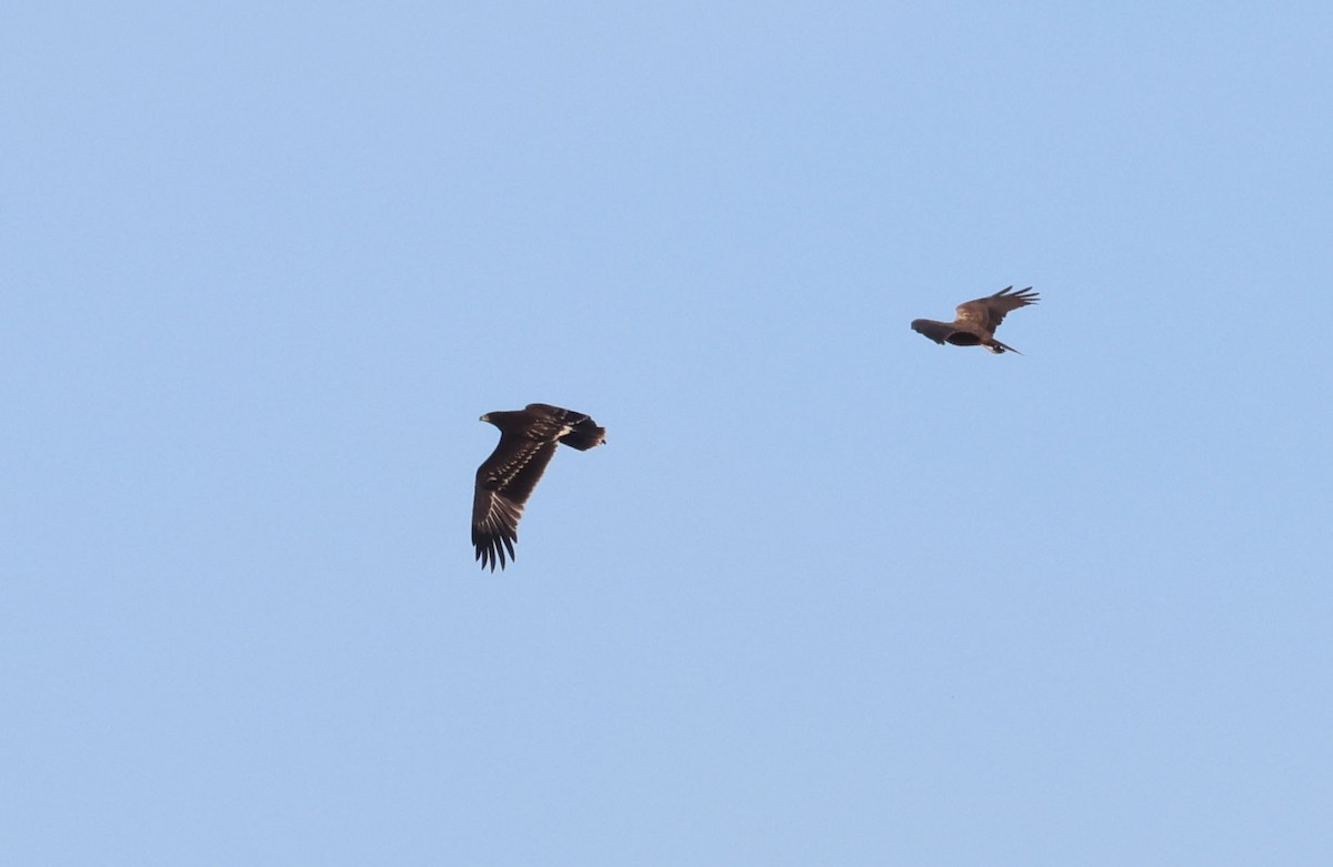 Greater Spotted Eagle - ML646462732