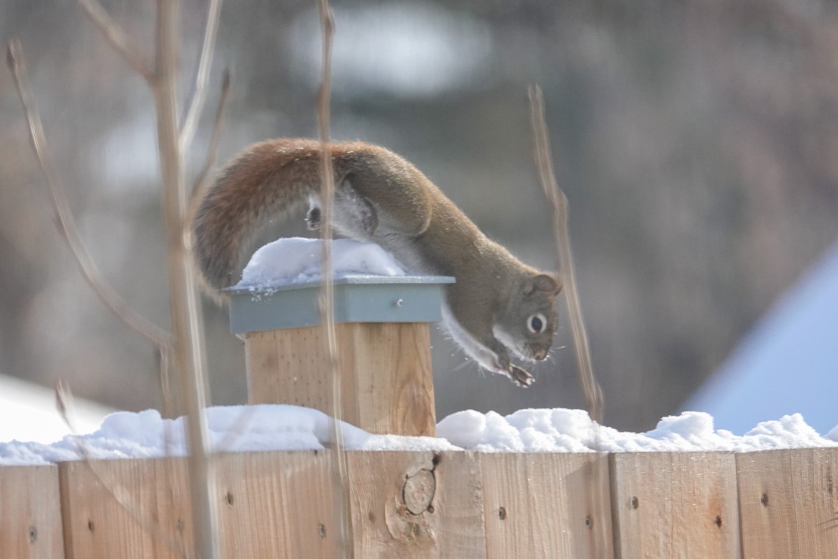 Animals - ML646462734