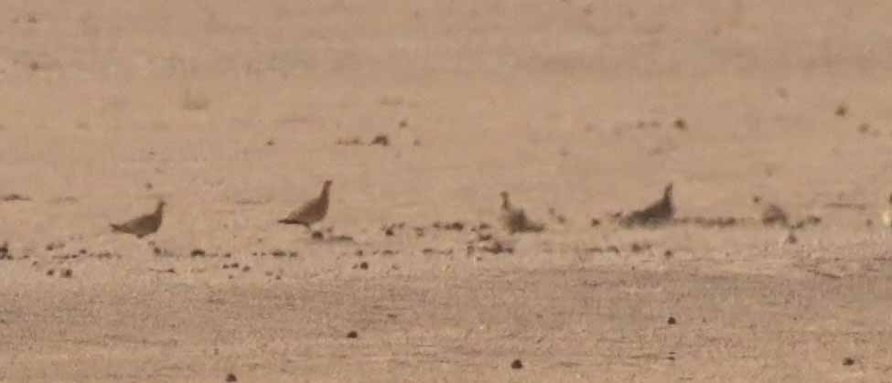 Chestnut-bellied Sandgrouse - ML646462735