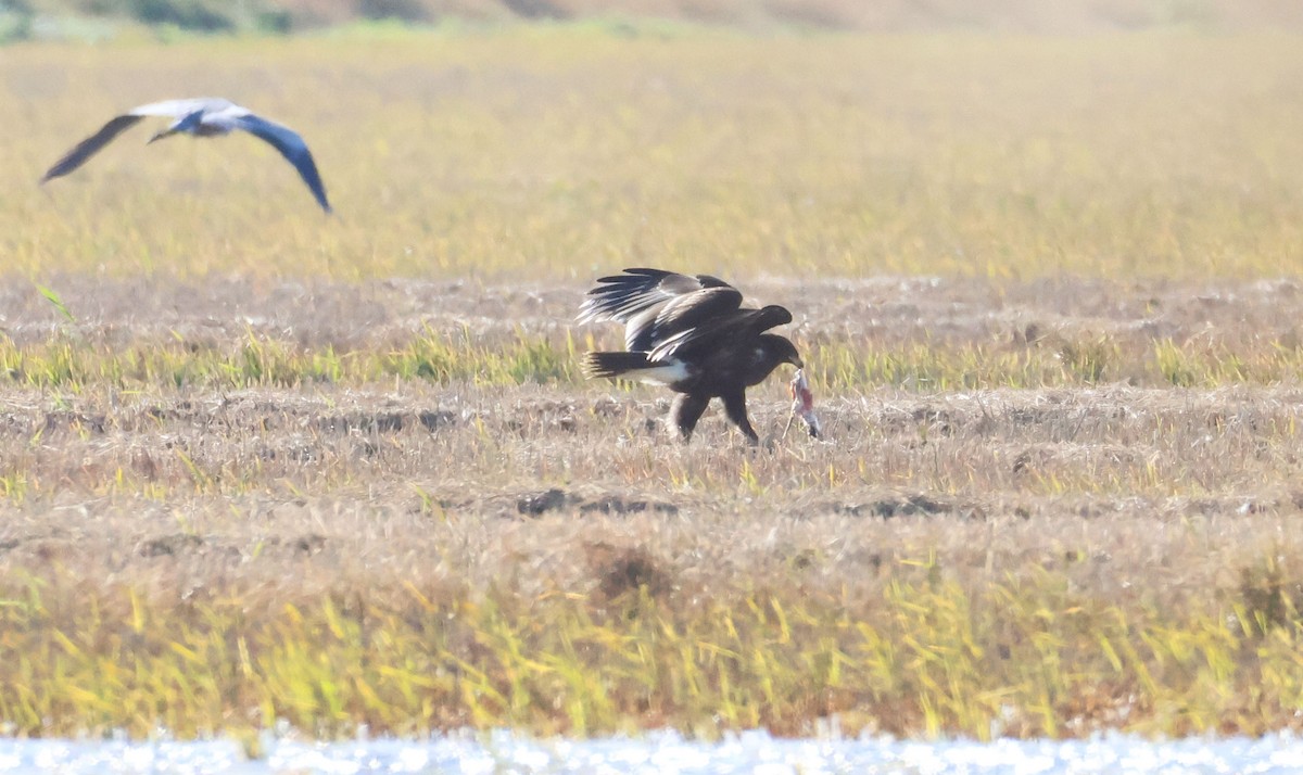 Greater Spotted Eagle - ML646462736