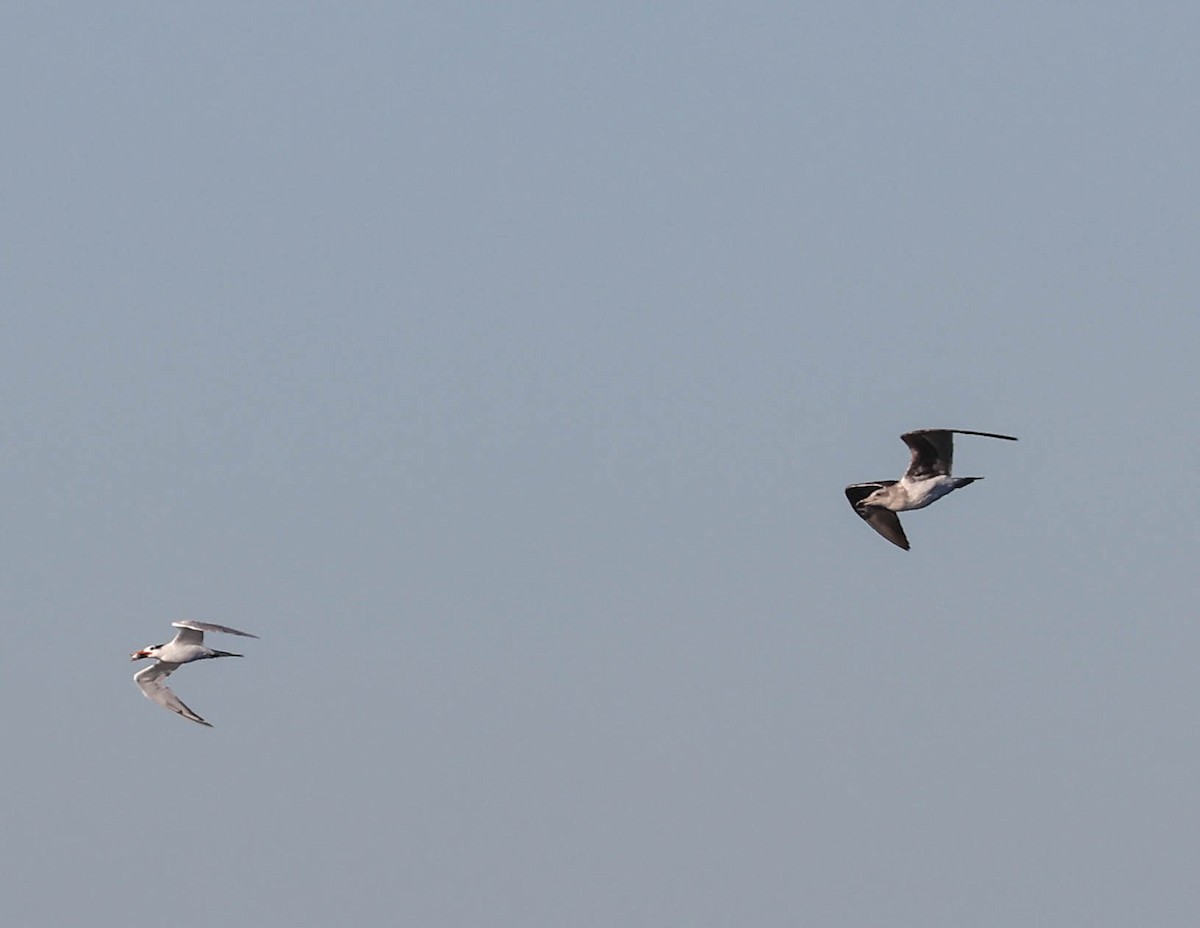 racek jezerní - ML646462752