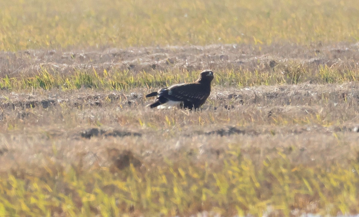 Greater Spotted Eagle - ML646462753