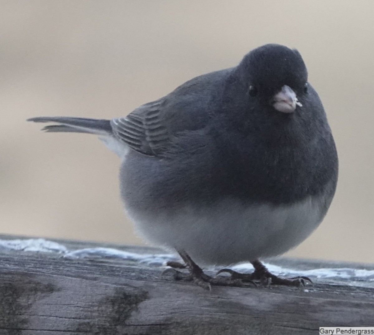 Dark-eyed Junco - ML646462757