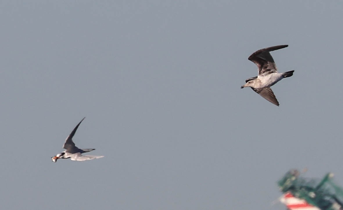 racek jezerní - ML646462758