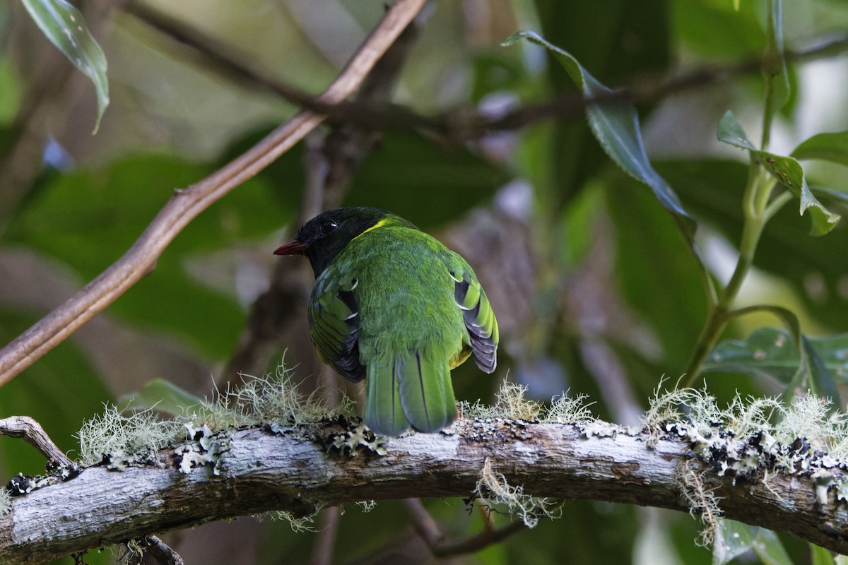 Green-and-black Fruiteater - ML646462759