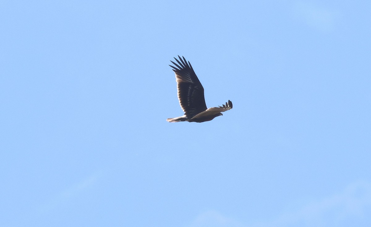 Greater Spotted Eagle - ML646462760