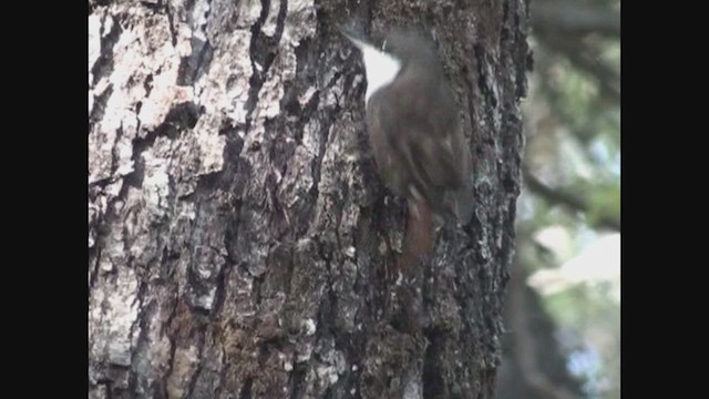 White-throated Treerunner - ML646462763