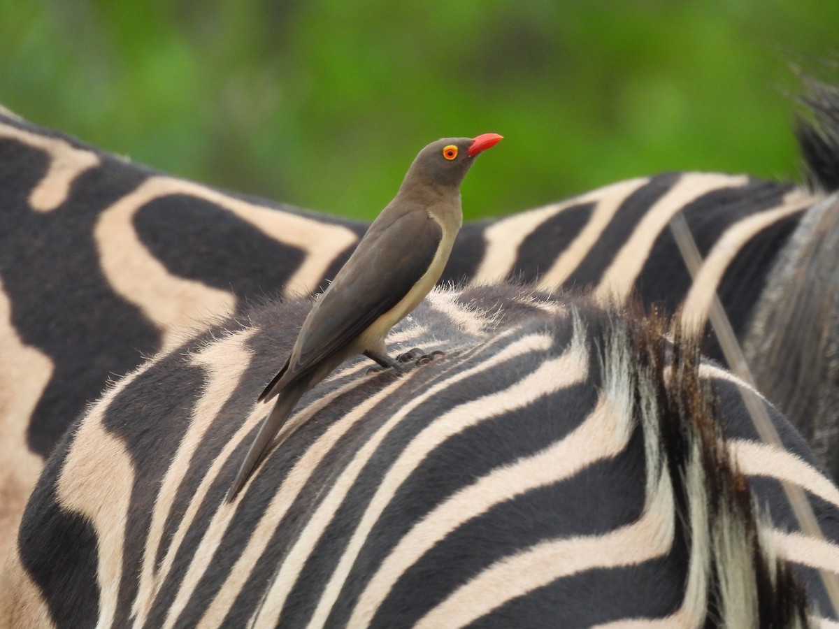 rødnebboksehakker - ML646462767