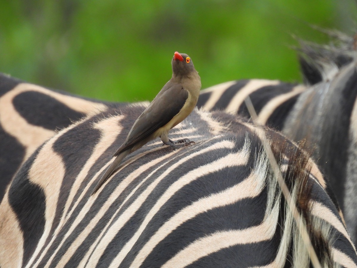 rødnebboksehakker - ML646462768