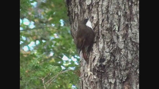 White-throated Treerunner - ML646462769