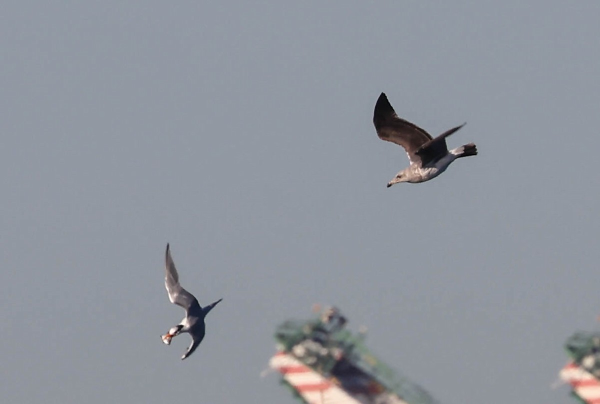 racek jezerní - ML646462771