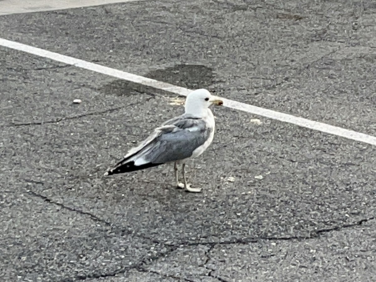 racek jezerní - ML646462772