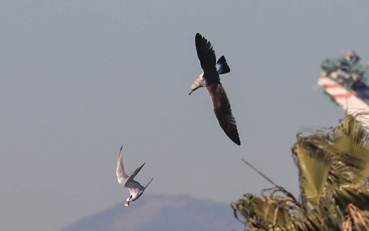 racek jezerní - ML646462773