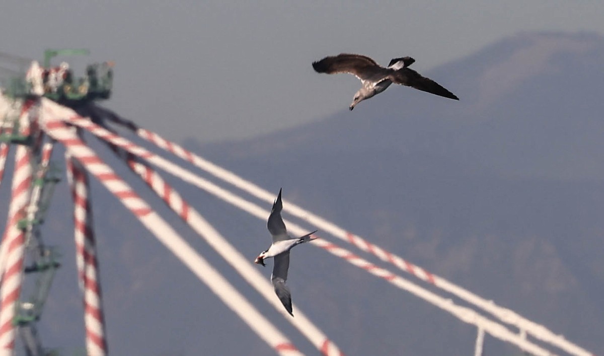 racek jezerní - ML646462774